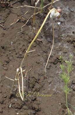  Plant with apical bulb